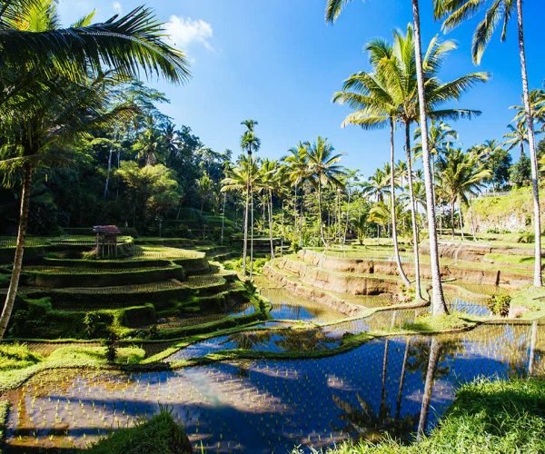 rice-fields-near-ubud-bali-indonesia-small.jpg rice-fields-near-ubud-bali-indonesia-small.jpg